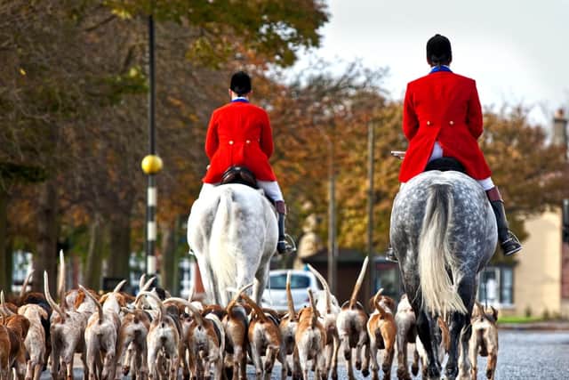 A pet cat has been killed by a pack of hunting hounds - the rules on fox hunting explained (Photo: Shutterstock)